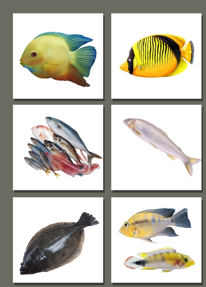 鱼素材 鱼 野生鱼 鱼肉 咸鱼 鲜鱼 生态鱼 png素材 生物世界 鱼类