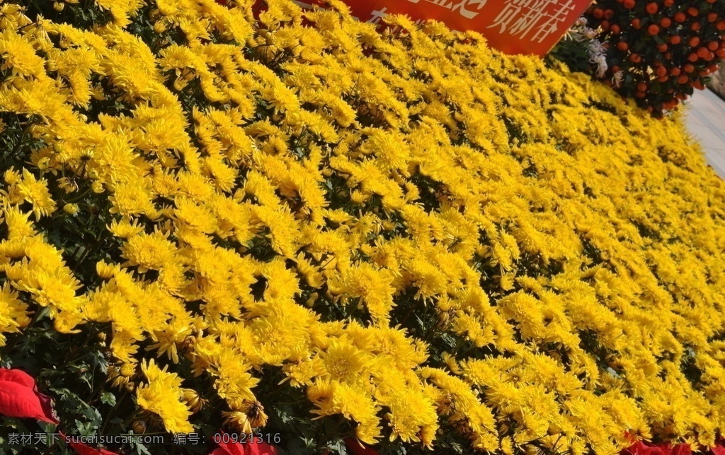 金盏菊 黄菊花 园林 花卉 植物 花卉摄影 花草 生物世界