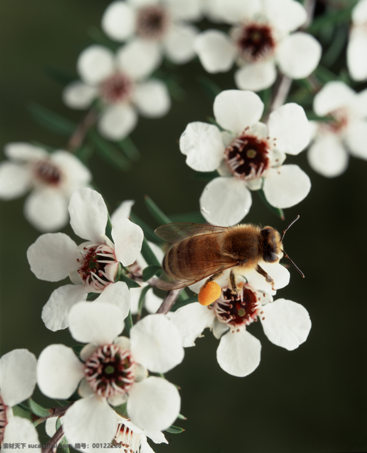 蜜蜂 采 蜜 蜂蜜 昆虫 美食 美味 蜜蜂采蜜 生物世界 采蜜 花粉 摄影美图