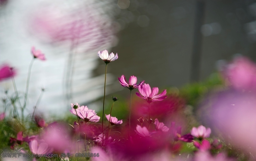 湿地波斯菊 花 花卉 波斯菊 菊花 花海 小花 湿地 公园 野花 菜花 生物世界 花草