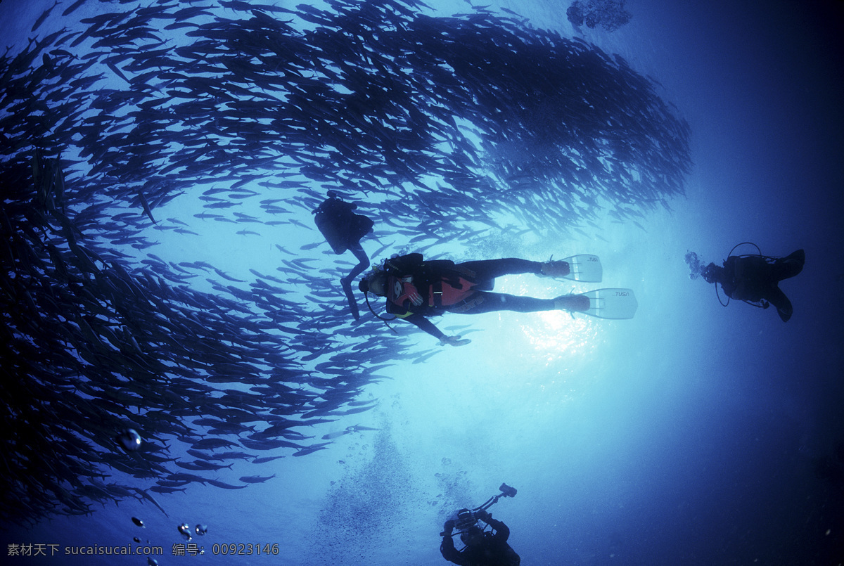 海星 水母 海胆 安静 礁石 探秘 潜水员 鱼群 珊瑚 生物 海底世界 深海
