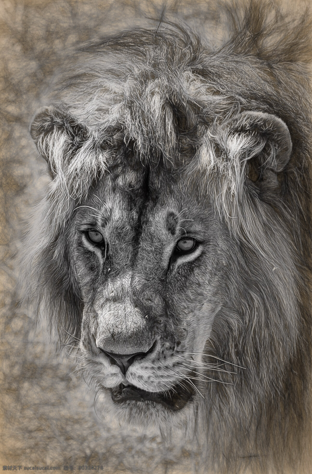 狮子 美洲狮 狮虎 狮 雄狮 狮子王 生物世界 野生动物