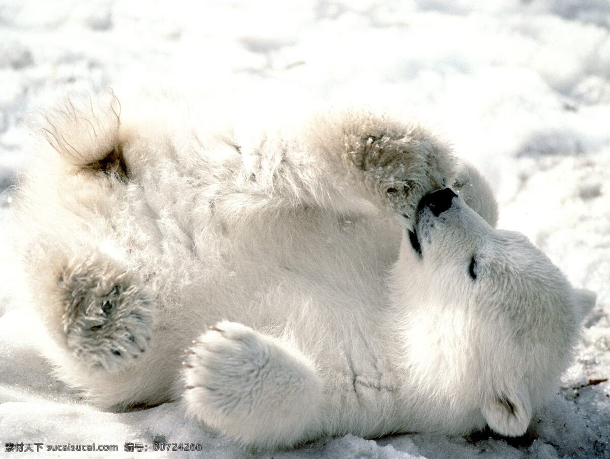小北极熊
