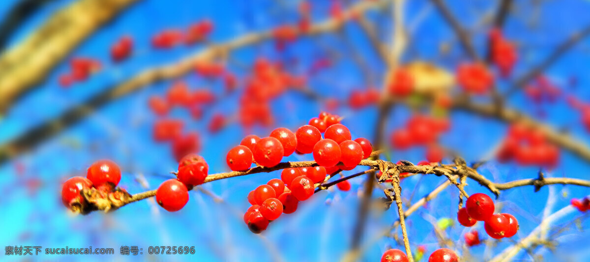 红色浆果 红浆果 浆果 果实 成熟 红色 枝头 蓝天 天空 生物世界 一组水果图片 水果