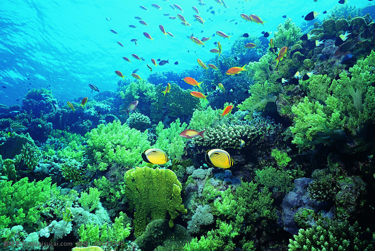 海洋世界 海底世界 珊瑚 3d海洋 海洋节 海洋文化节 海洋海报 海洋主题 海洋生物展 梦幻海洋节 海洋乐园 缤纷海洋乐园 鱼 青色 天蓝色