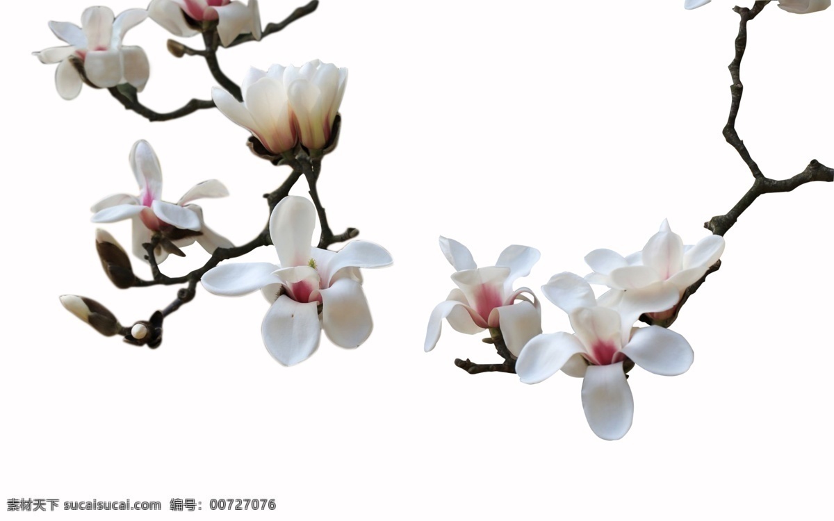白色 玉兰花 分层 白色玉兰花 花苞 花蕾