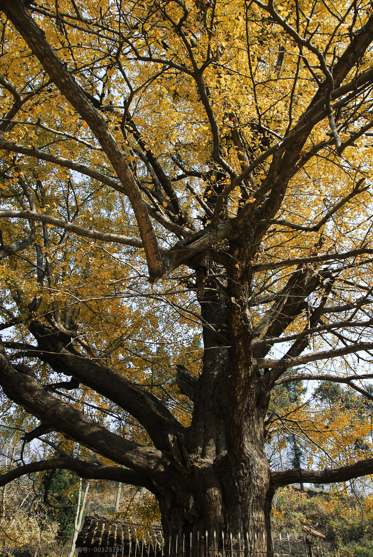 千年银杏树 黄色 千年 银杏树 旅游摄影 自然风景 摄影图库
