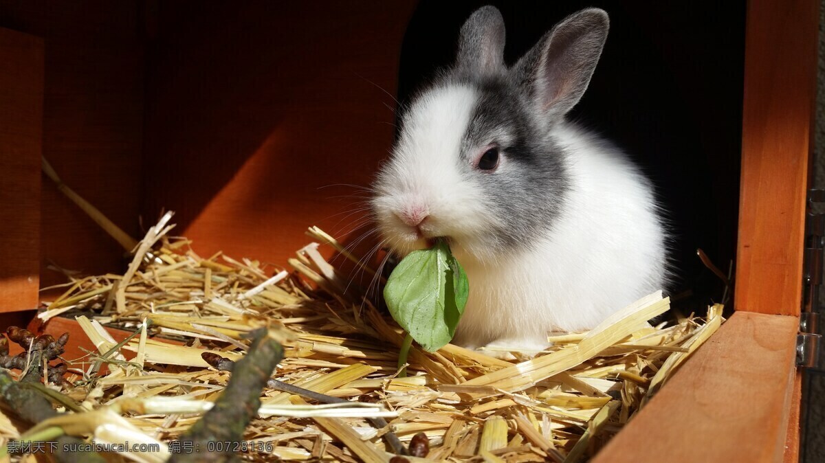 小兔子进食 兔子 小兔子 白色兔子 兔兔 小兔兔 可爱兔子 兔子进食 进食 宠物兔 宠物 萌宠 动物 生物世界 动物世界 家禽家畜