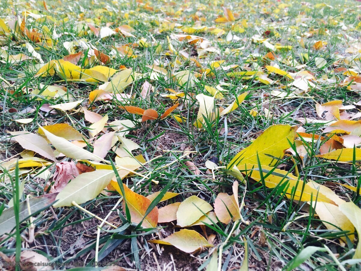 一叶可知秋 秋日 黄色 落叶 一地秋色 风光 自然景观 自然风景