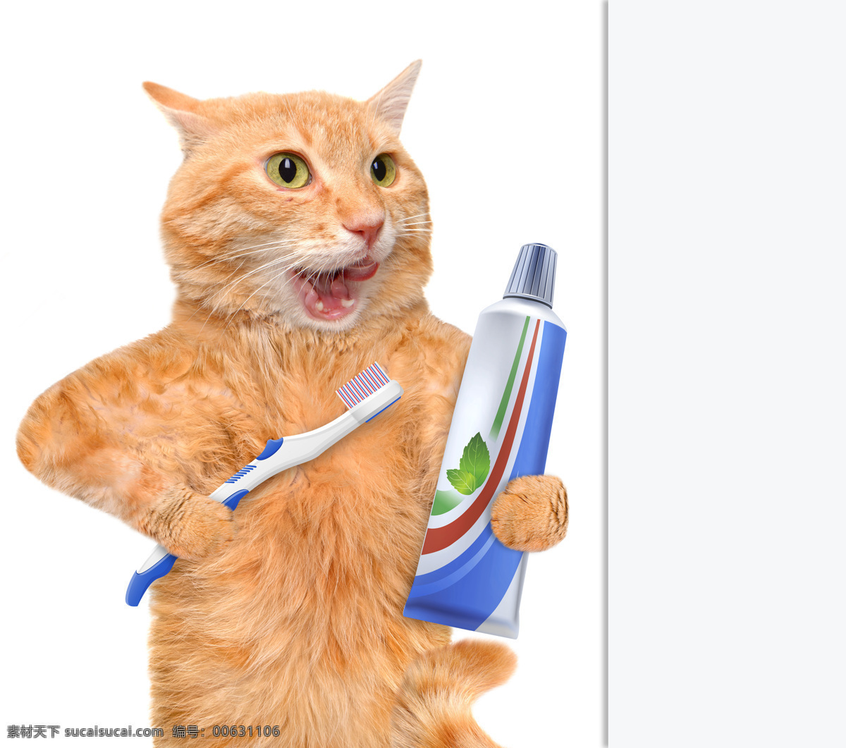 刷牙 小猫 牙刷 牙膏 猫 有趣的猫咪 宠物 猫科动物 野生动物 动物世界 陆地动物 动物摄影 猫咪图片 生物世界