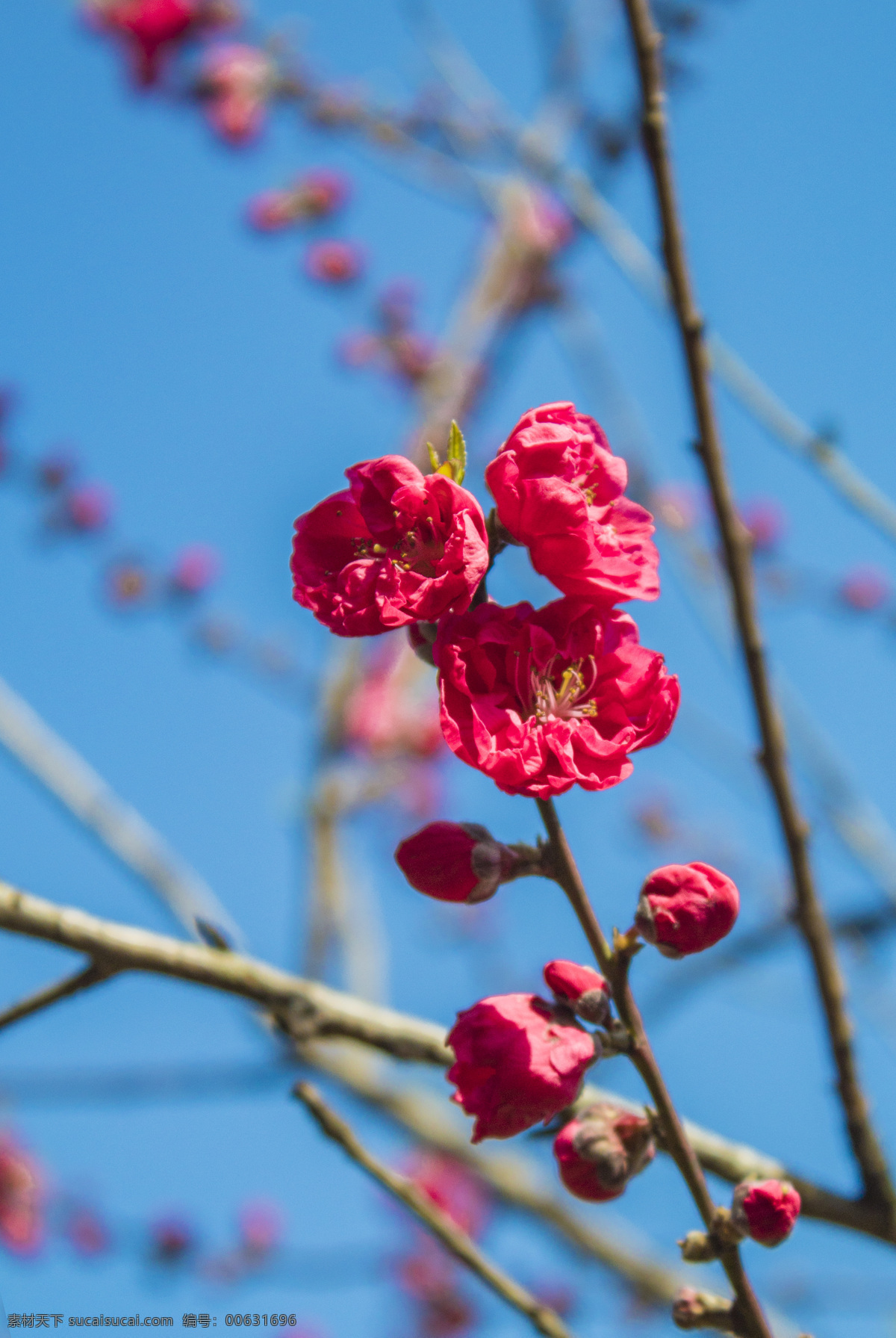 春天 桃花 商用 桃花树 花朵 花儿 春 风景 风光