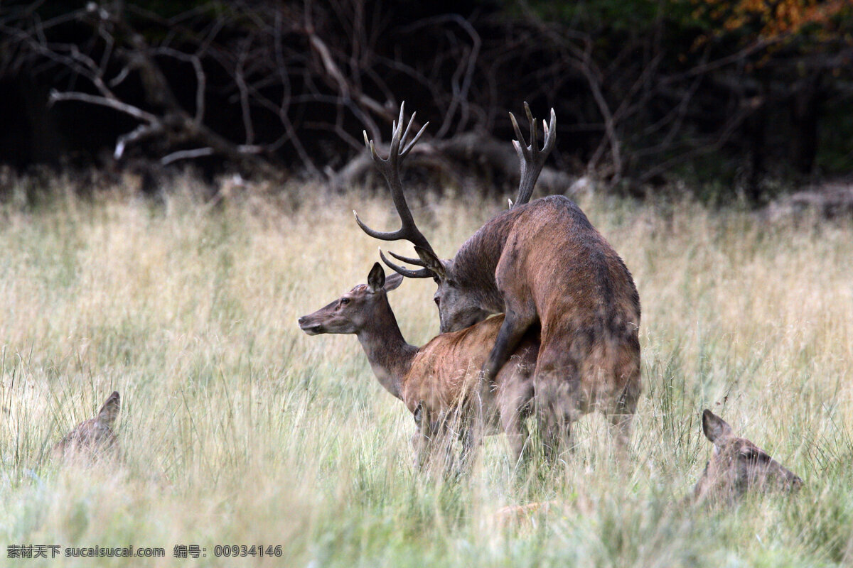 交配 中 鹿 草原 麋鹿 野生动物 动物世界 摄影图 陆地动物 生物世界