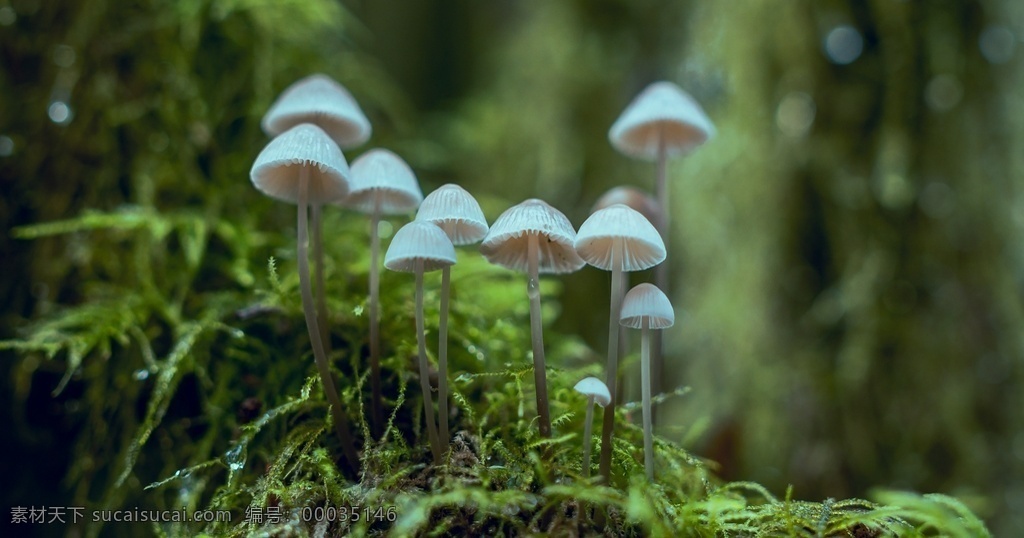 森林 里 野生菌 菇 野生菌菇 菌菇 野生蘑菇 野蘑菇 蘑菇 微生物 菌落 苔藓 生物世界 其他生物