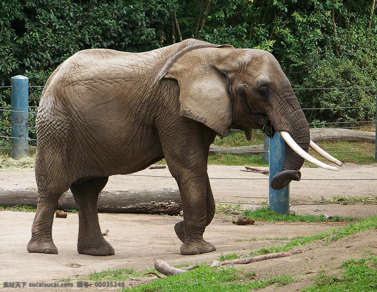 非洲大象 野生动物 动物 大型动物 陆地动物 野生大象 保护动物 珍稀动物 动物世界 动物园 生物世界 家禽家畜