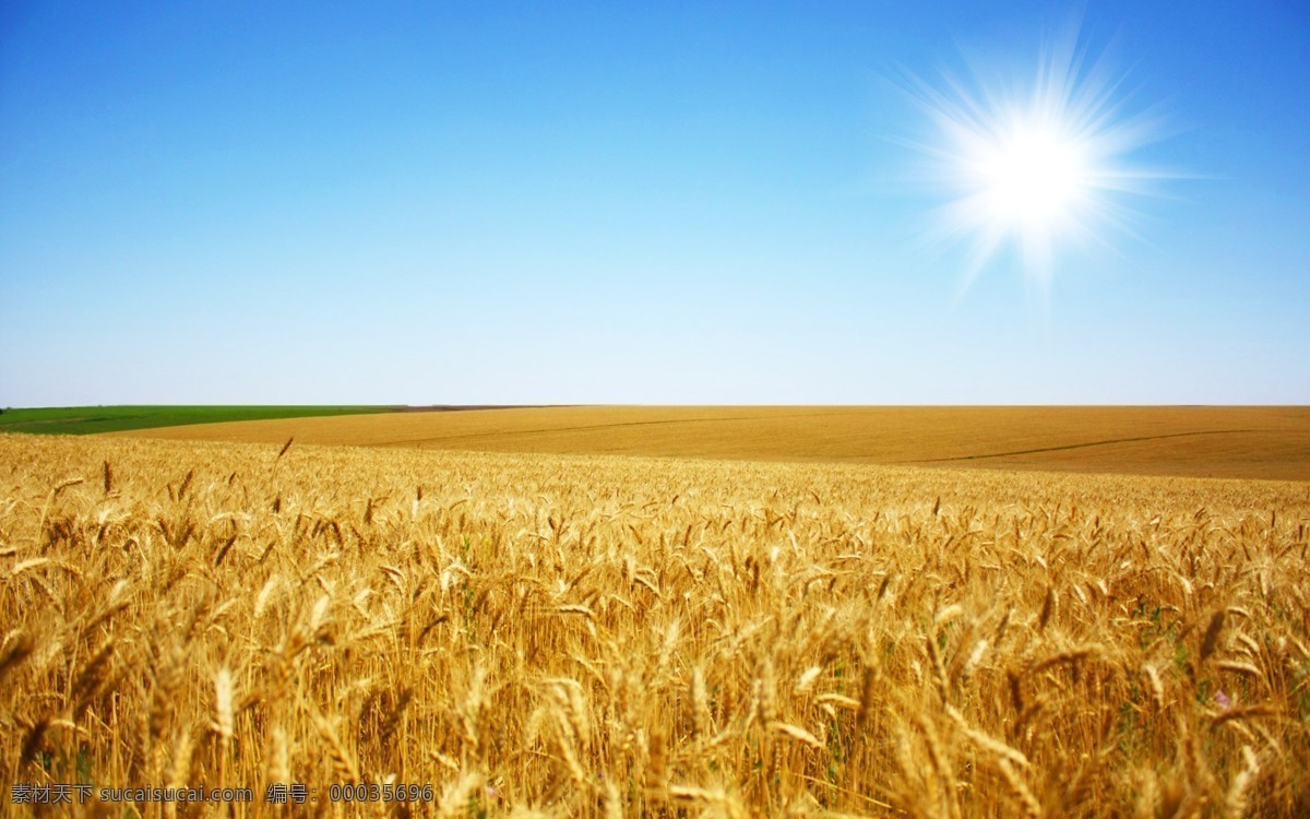 小麦 麦子 麦穗 自然 植物 食品 丰收 金色麦田 金色麦浪 收获 麦地 成熟的小麦 成熟的麦子