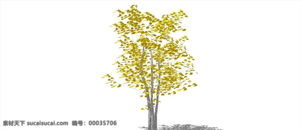 银杏树模型 景观树 景观设计模型 园林设计模型 草图大师模型 su模型 城市规划素材 模型 3d设计 室外模型 skp