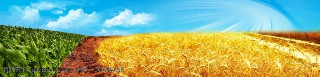 小麦 玉米地 组合 小麦地 土地 组合一起 小麦玉米合层 蓝天 白云 光线 有用