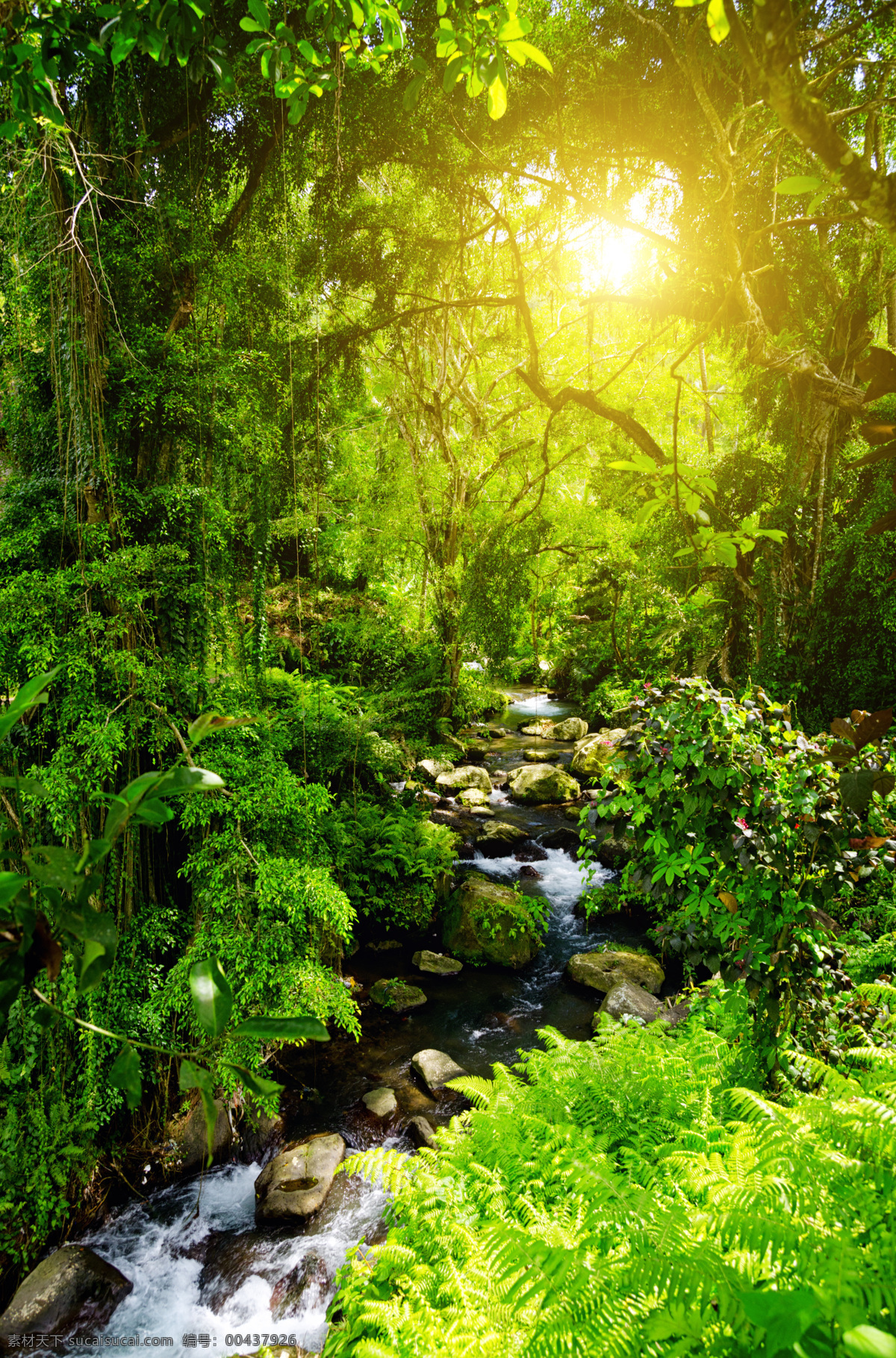 高清 森林 风景 树林 阳光 背景图片