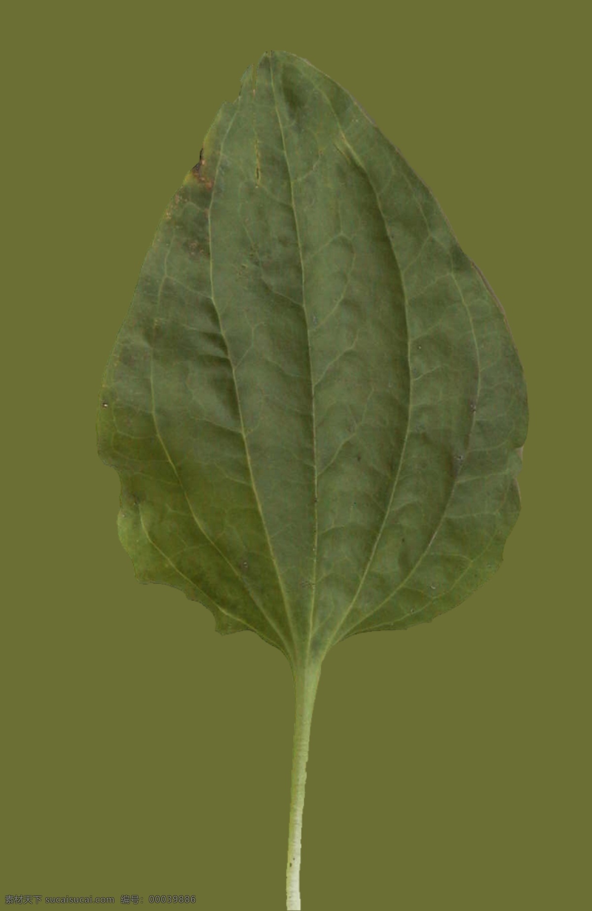 小型 花卉 植物 3d 模型 带 材质 3d模型素材 动植物模型