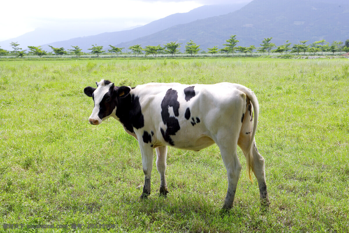 乳牛 牧 場 户外景色 奶牛 牛仔 田园风光 乳牛牧場 牛厂 风景 生活 旅游餐饮