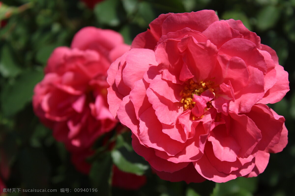 红色花卉 花 花草 花卉摄影 玫瑰 玫瑰花 生物世界 月季 园林植物 植物景观 景观花 花卉展示 植物摄影 四月花卉 春季花卉 重瓣花卉 景观摄影 psd源文件