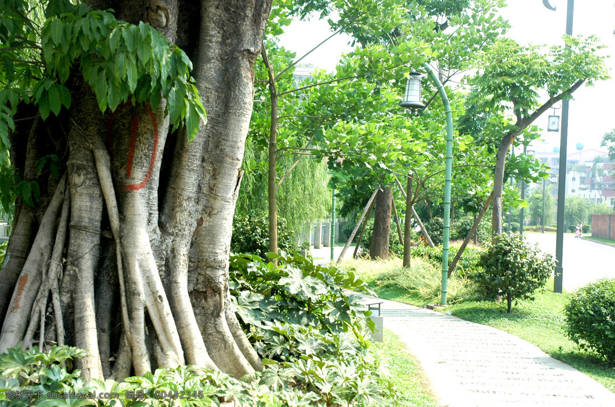 小区绿化 树干 眉山 通惠河 容树 小路 草 路灯 旅游摄影 国内旅游 摄影图库