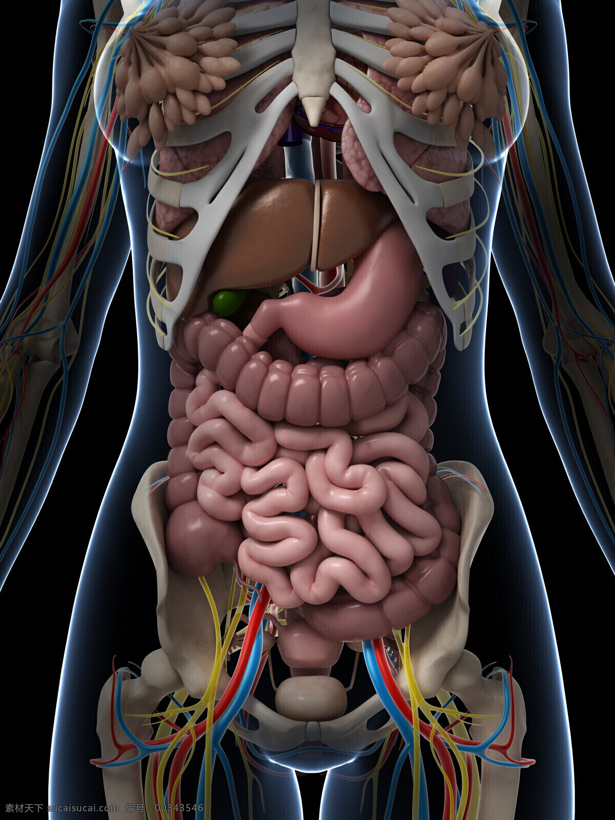 女性 内脏 器官 模型 女性器官 内脏器官 乳腺 肠胃器官 肝肠器官 人体器官 医学图片 医疗护理 现代科技
