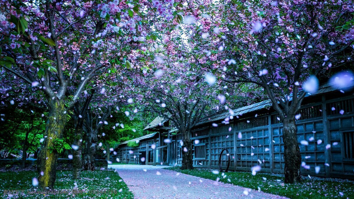 唯美 飘飞 桃花 花瓣 桃树 屋檐 下 复古房屋 风景 生活 旅游餐饮