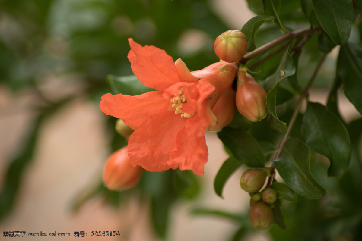 石榴花 石榴树 观赏 观赏花卉 园林 花蕊 特写 微距 野草 植物园 公园 黄花 花卉 花草 小草 绿植 植物 生物世界 树木树叶