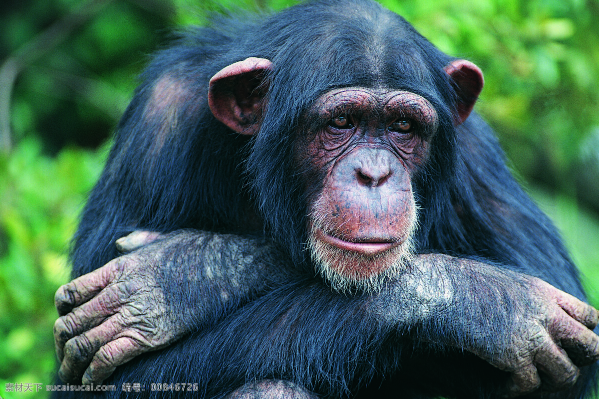 忧郁 猩猩 动物 野生动物 沉思 陆地动物 生物世界