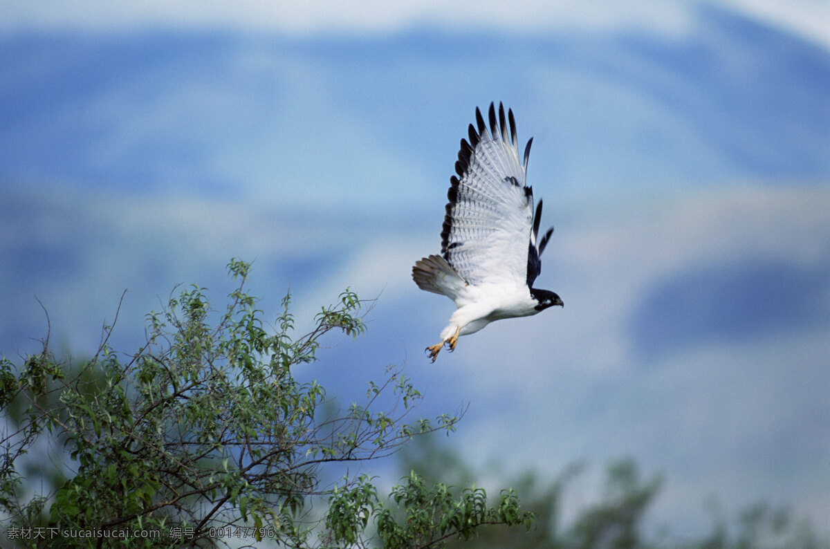 非洲 野生动物 非洲野生动物 动物世界 动物 jpg图片 生物世界 摄影图片 高清图片 蓝天 鹰 空中飞鸟 蓝色