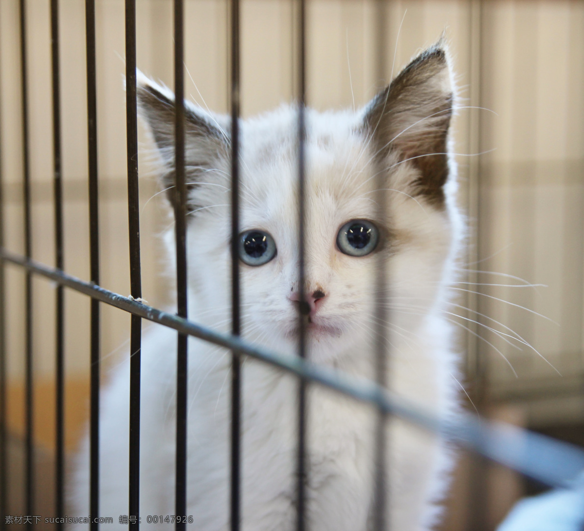 笼子里的小猫 笼子 里 小猫 猫咪 宠物 猫科动物 野生动物 动物世界 陆地动物 动物摄影 生物世界 黑色