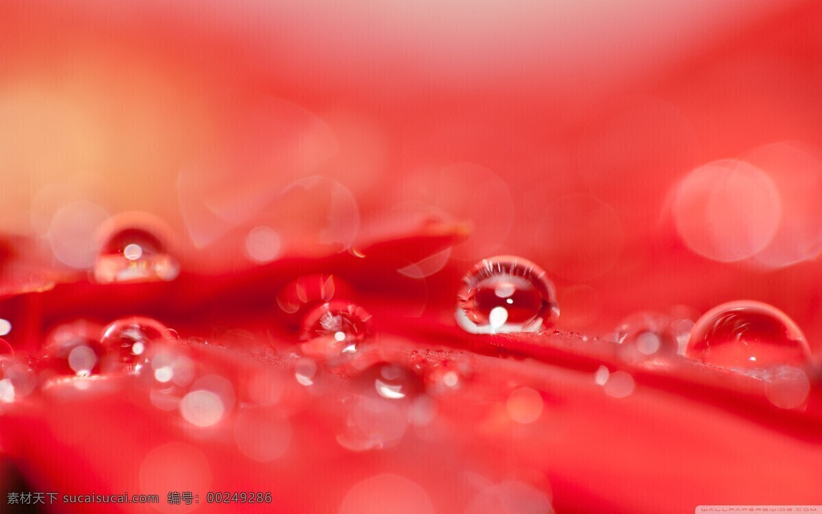 水滴 摄影图片 水滴摄影 水 红色 壁纸 生活素材 生活百科 粉色
