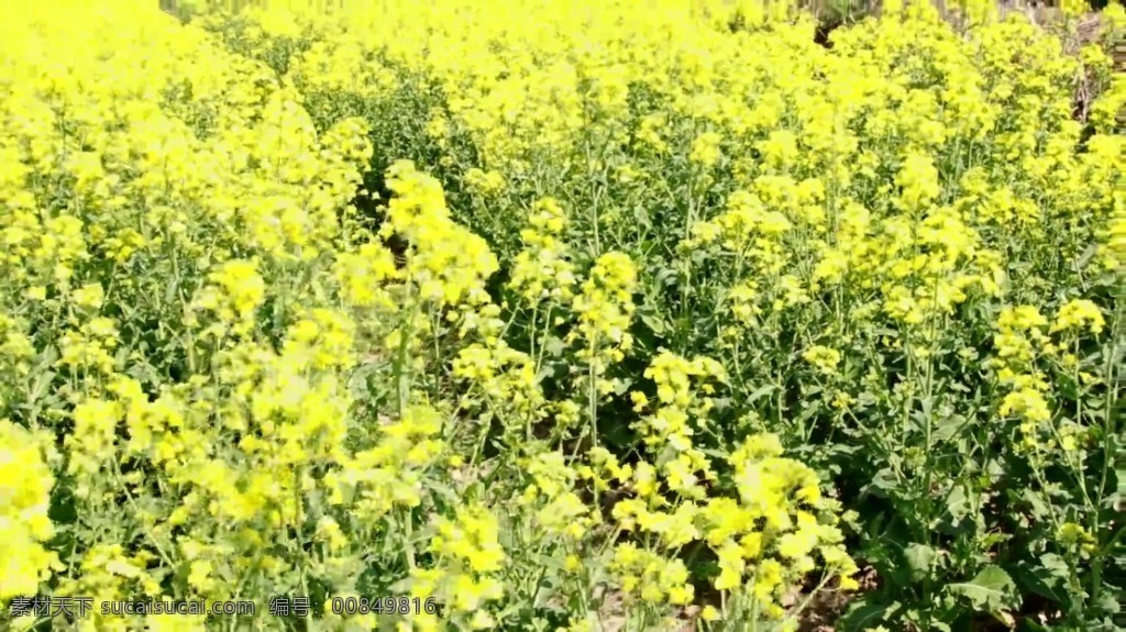 黄灿灿 油菜花 视频 高清视频素材 视频素材 动态视频素材 经典 黄色 蜜蜂