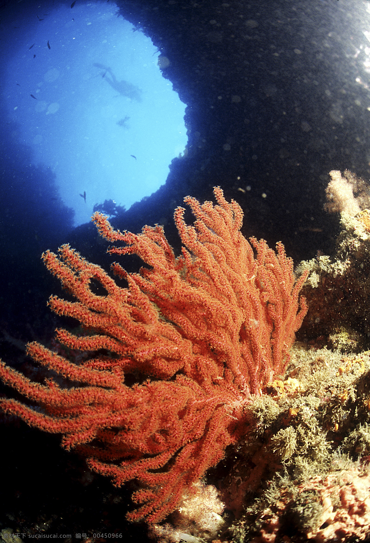 深海免费下载 安静 海胆 海底世界 海星 礁石 潜水员 珊瑚 深海 生物 水母 鱼群 探秘 鱼 生物世界