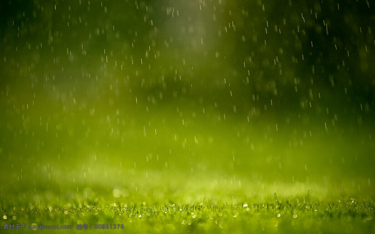 雨天草地 下雨 草地 植物 绿叶 天气 自然景观 自然风景