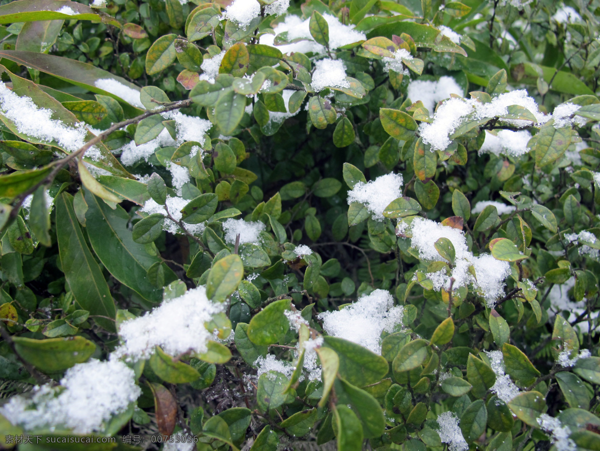 雪天 雪 小雪 叶子 绿叶 生物世界 树木树叶