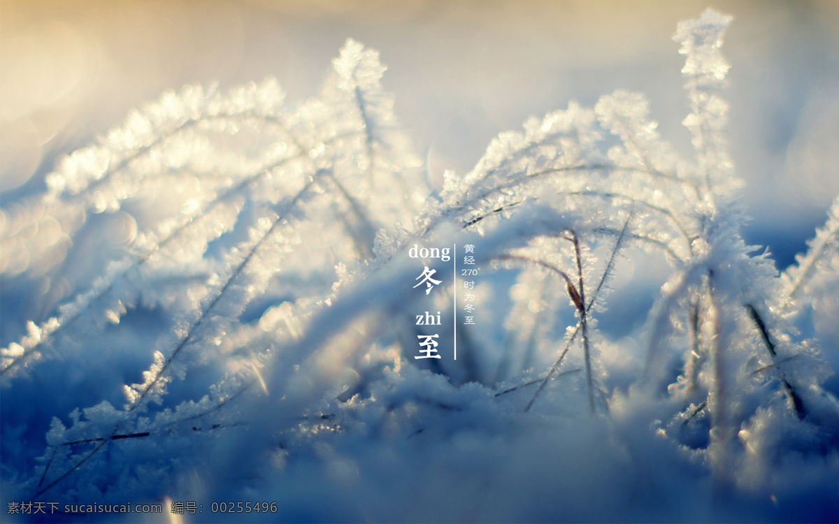 冬至 雪 树枝 朦胧 阳光 节气 自然景观 田园风光