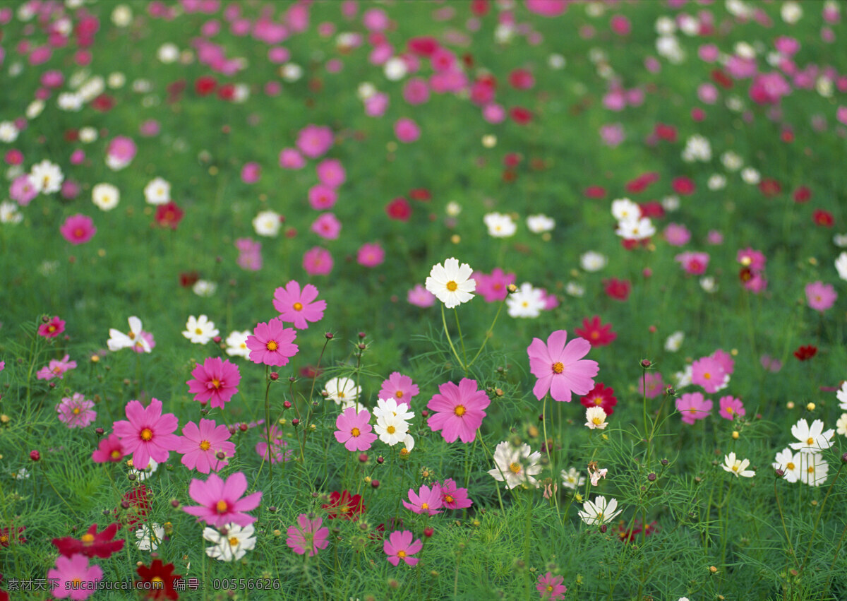 春季 淡雅 花瓣 花草 花丛 花朵 花海 花香 鲜花 赏花 争奇斗艳 含苞欲放 生态 园林 花园 种植 野花 装饰品 生物世界 摄影图库 psd源文件