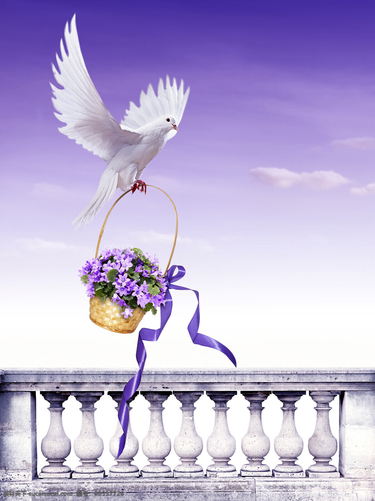 叼 花篮 白鸽 紫色 紫色花朵 丝带 篮子 鲜花 白色 鸽子 阳台 栏杆 风铃草 野风信子 图片大全 高清图片 鸟类 生物世界