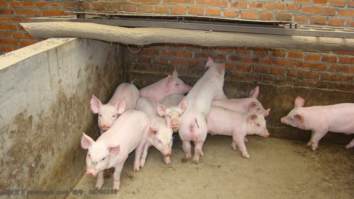 猪照片 猪 照片 活猪 养猪 猪圈 动物 动物摄影 家禽家畜 生物世界