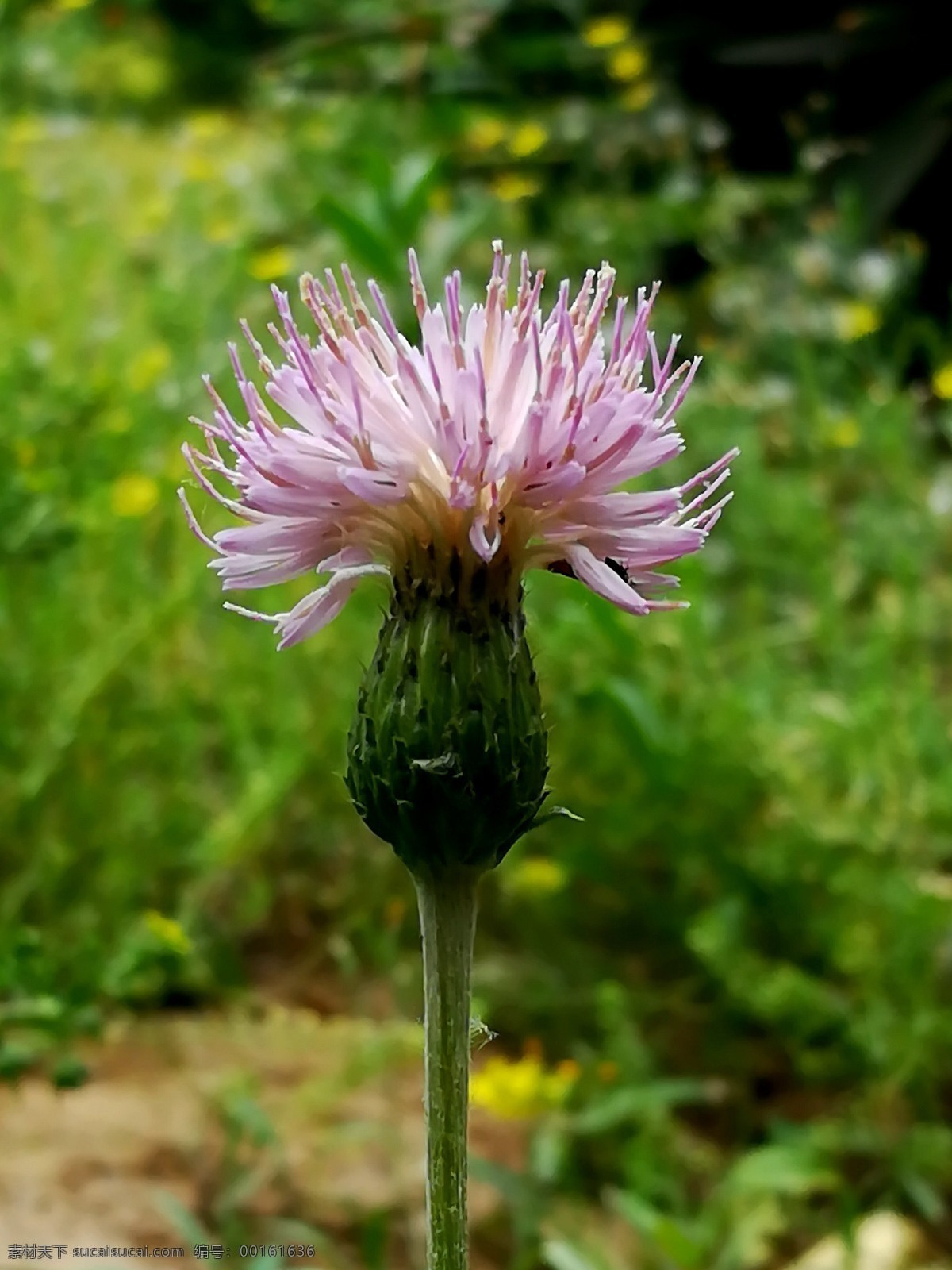 野花绒背蓟 野花 绒背蓟 小花 花卉 植物 风景 生物世界 花草