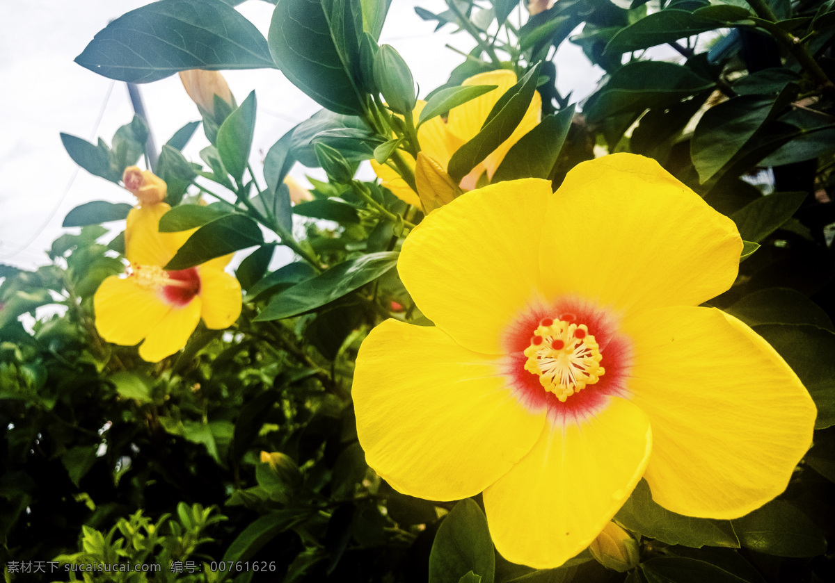 黄色 大 花瓣 植物 花朵 大花瓣 优美 鲜艳 春天 生机 千库原创