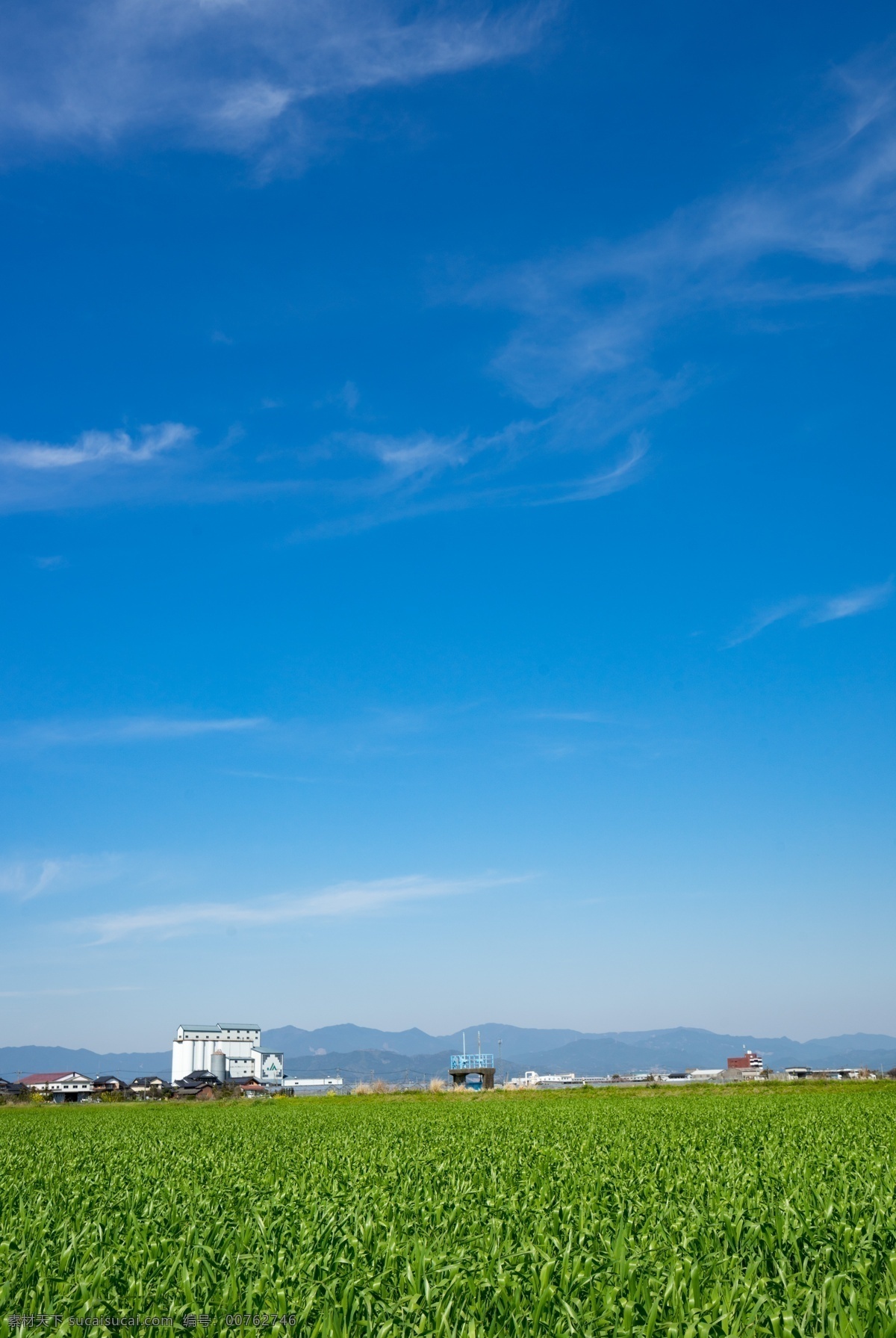 蓝天 白云 天空 田野 水田 农田 水稻 植物绿化 田地 自然景观 田园风光