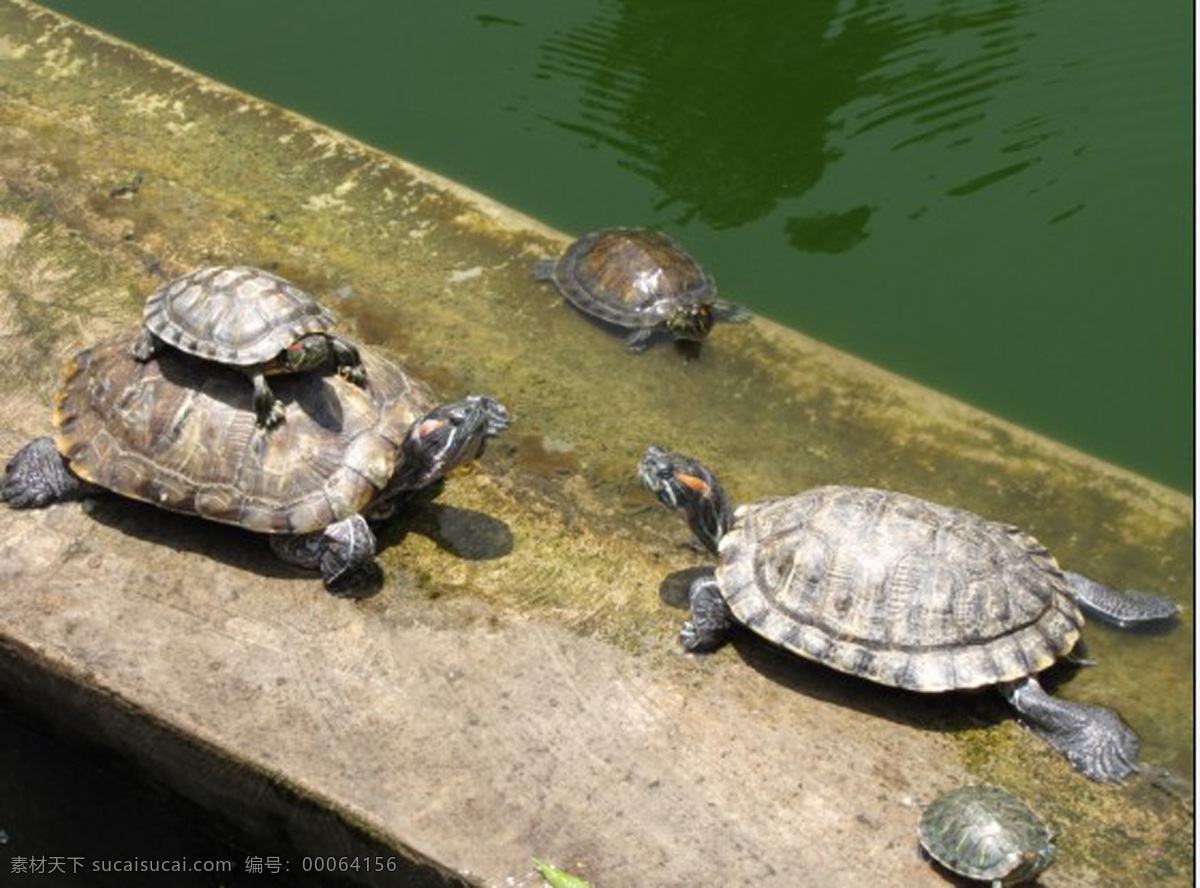 龟免费下载 龟 海洋动物 摄影图 生物世界
