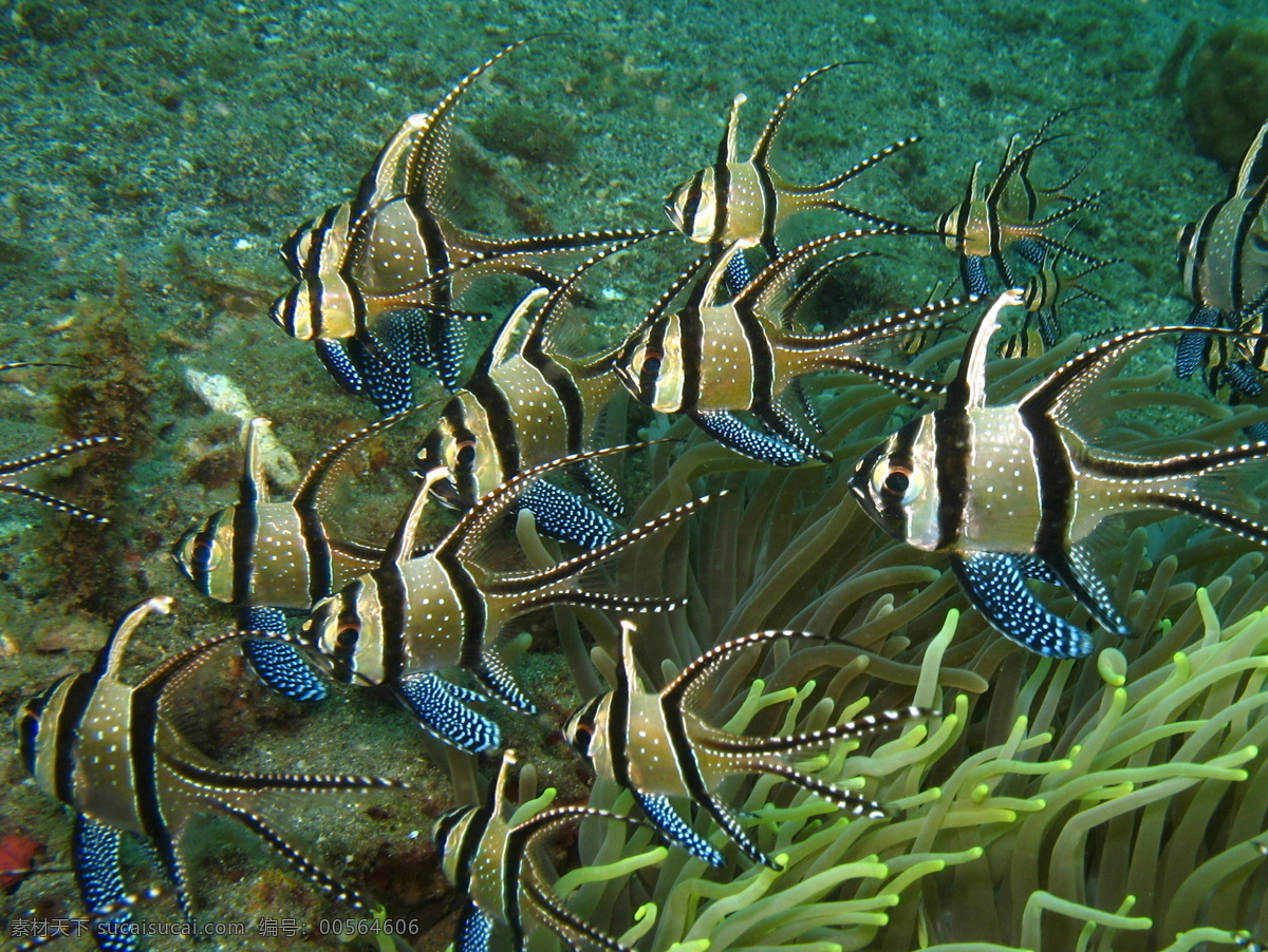 海洋生物 鱼 海底 水草 鱼群 海底世界 大海 生物世界 鱼类