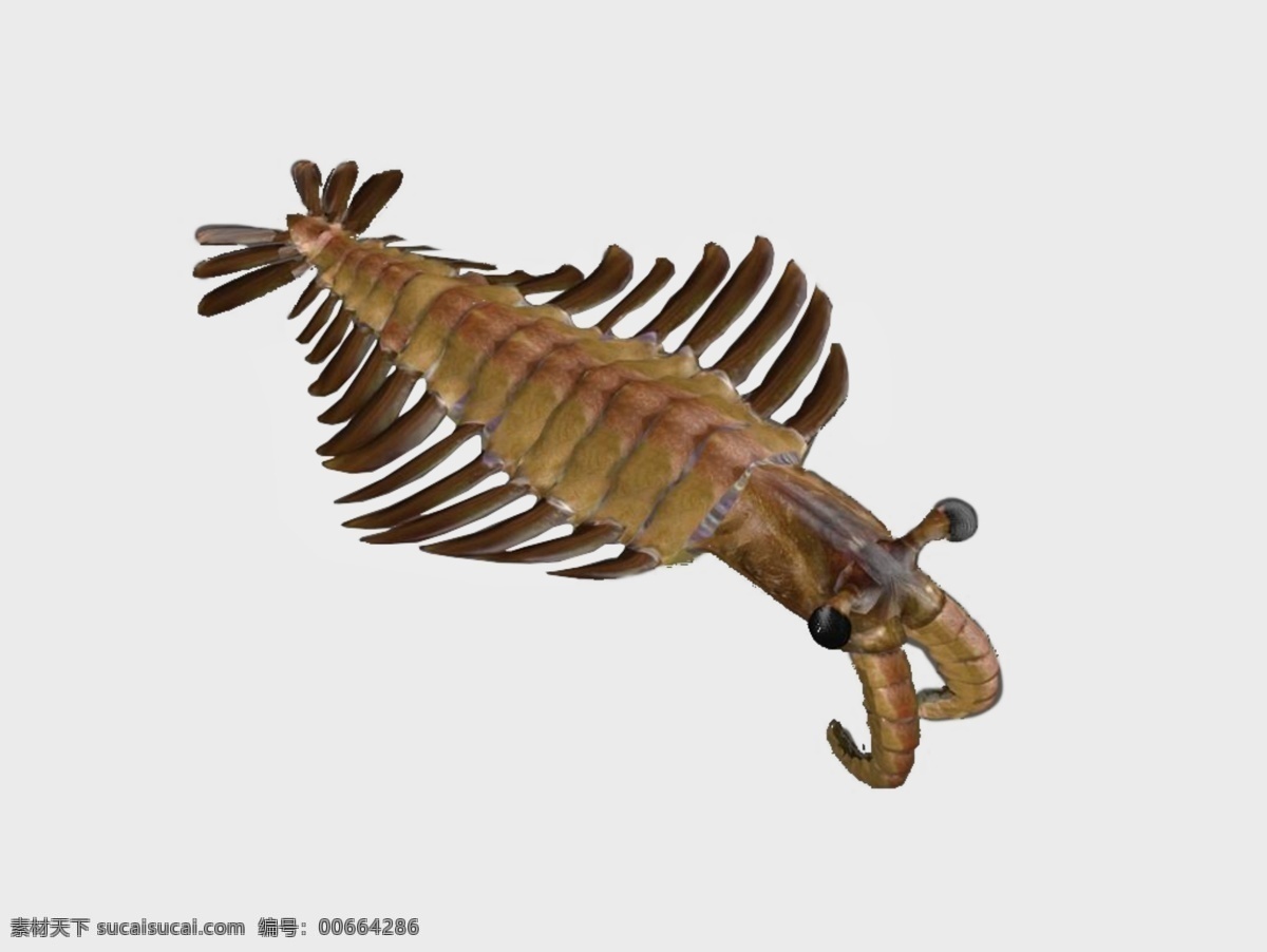 奇虾 科学 教育 玩小创 寒武纪 古海底生物 生物世界 海洋生物