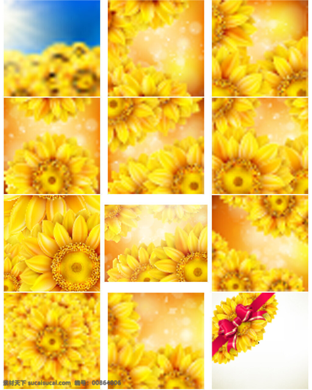 盛开的向日葵 花朵 植物 盛开 向日葵 黄色