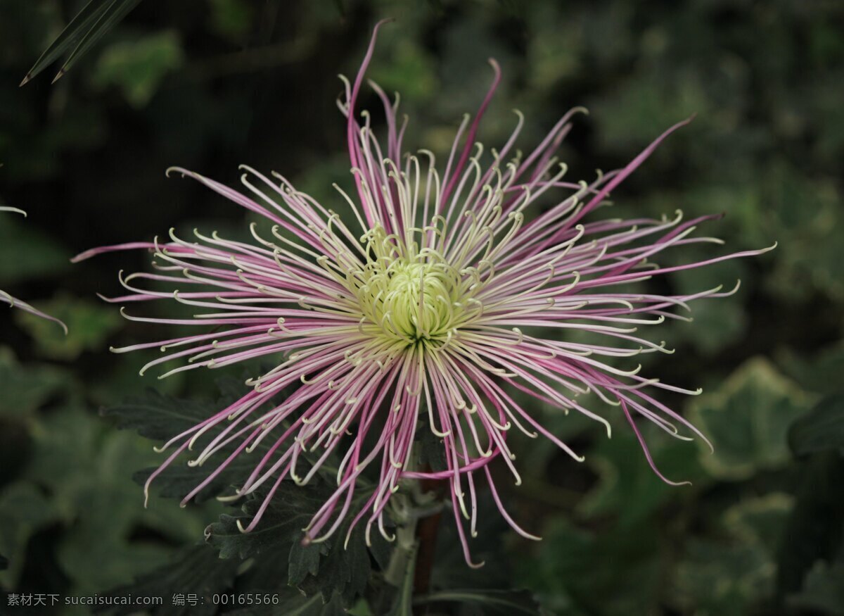 菊花 花草 花卉 生物世界 品种菊 菊花展览 秋菊 装饰素材 展示设计