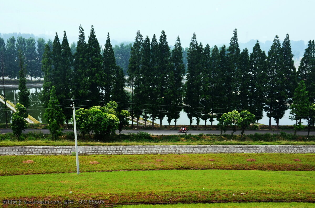 杉树路 树列 公路 草坡 自然风景 自然景观